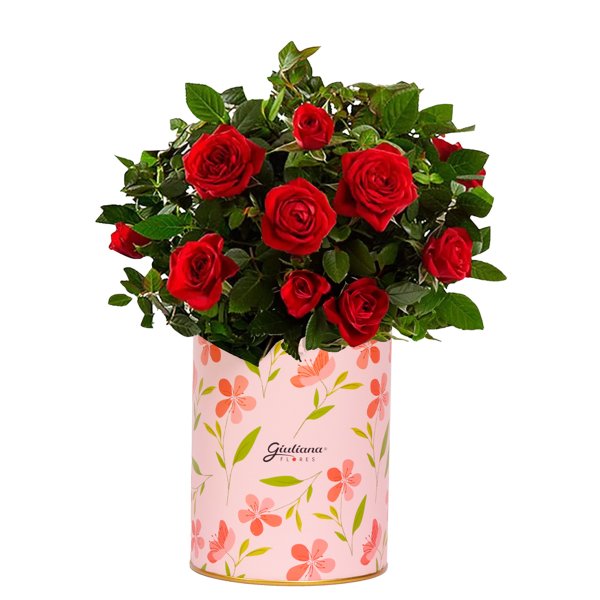 Mini Rosa Vermelha Plantada no Box Florescer