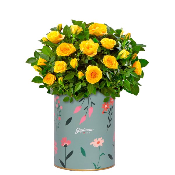 Mini Rosa Amarela Plantada no Box Florescer