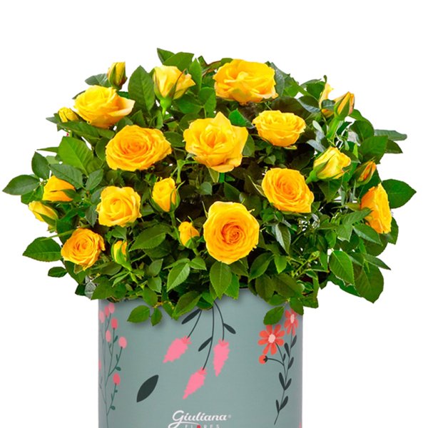 Mini Rosa Amarela Plantada no Box Florescer