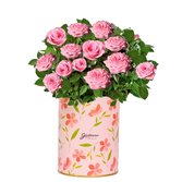 Mini Rosa Cor de Rosa Plantada no Box Florescer