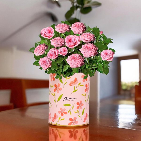 Mini Rosa Cor de Rosa Plantada no Box Florescer