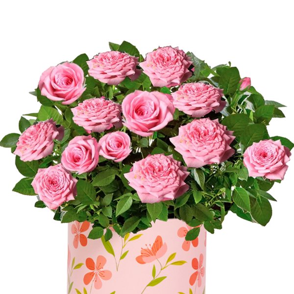 Mini Rosa Cor de Rosa Plantada no Box Florescer