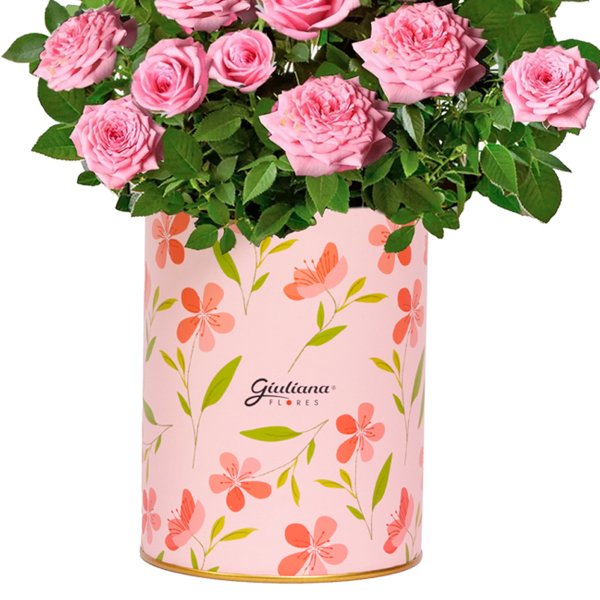 Mini Rosa Cor de Rosa Plantada no Box Florescer