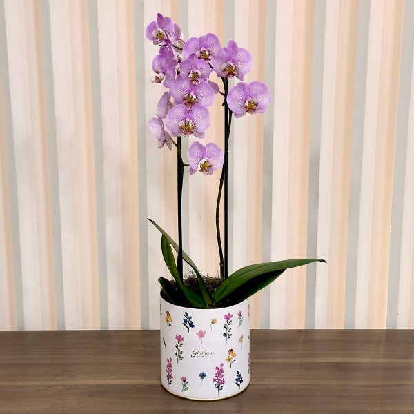Orquídea Phalaenopsis Pink Listrada no Box Florescer