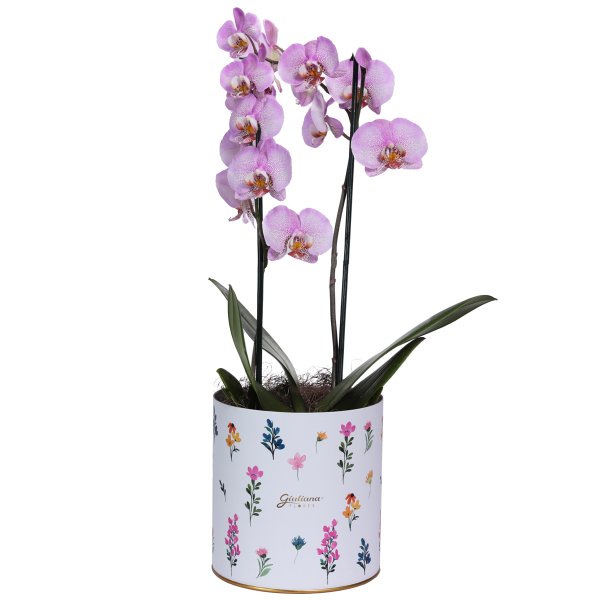 Orquídea Phalaenopsis Pink Listrada no Box Florescer