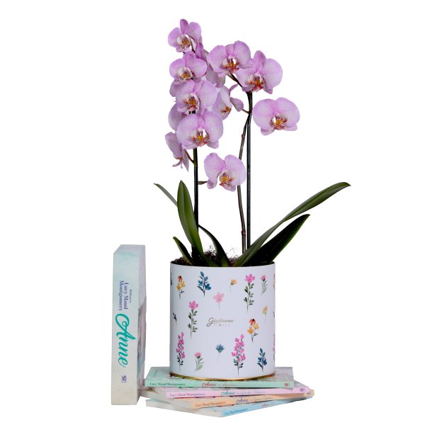 Orquídea Phalaenopsis Pink Listrada e Livros Anne