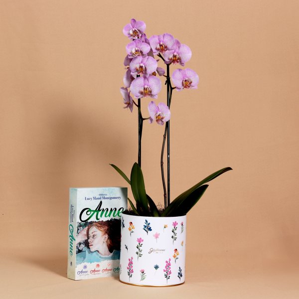 Orquídea Phalaenopsis Pink Listrada e Livros Anne