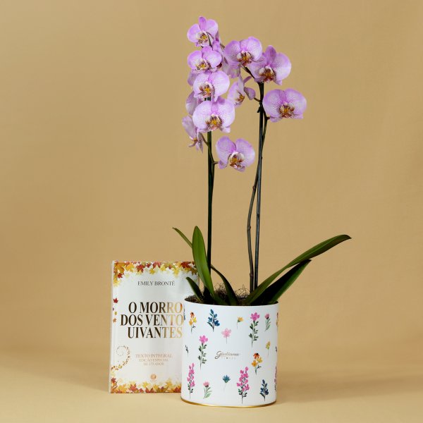 Orquídea Phalaenopsis Pink Listrada e Livro O Morro...