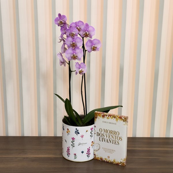 Orquídea Phalaenopsis Pink Listrada e Livro O Morro...
