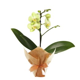 Imagem de Mimo Mini Orquídea Phalaenopsis Amarela
