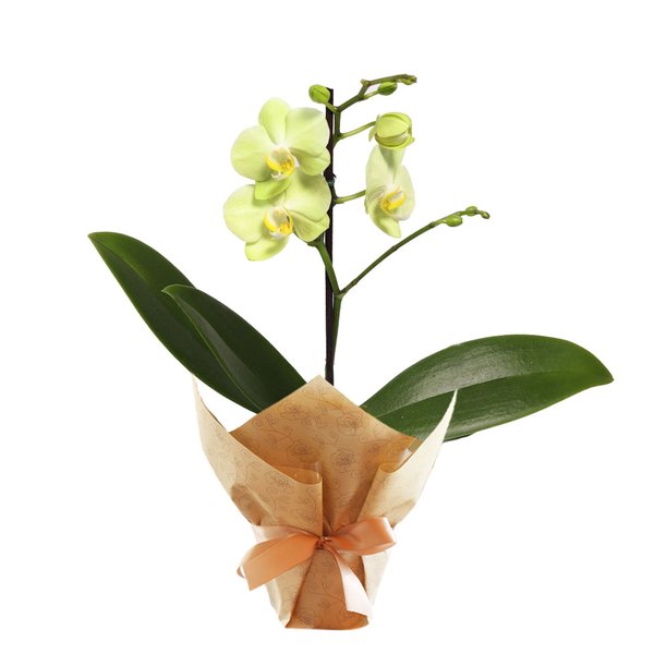 Ilustre Mini Orquídea Phalaenopsis Amarela