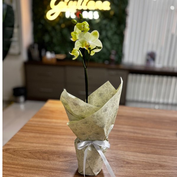 Ilustre Mini Orquídea Phalaenopsis Amarela