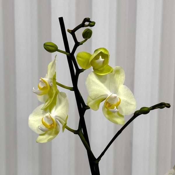 Ilustre Mini Orquídea Phalaenopsis Amarela