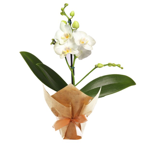 Ilustre Mini Orquídea Phalaenopsis Branca