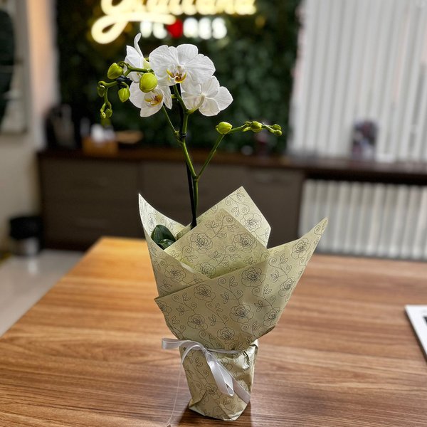 Ilustre Mini Orquídea Phalaenopsis Branca