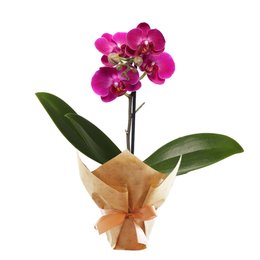 Imagem de Mimo Mini Orquídea Phalaenopsis Lilás