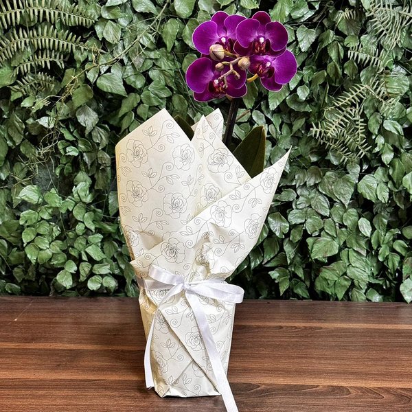 Ilustre Mini Orquídea Phalaenopsis Lilás