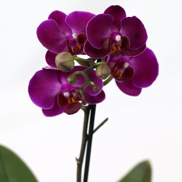 Ilustre Mini Orquídea Phalaenopsis Lilás