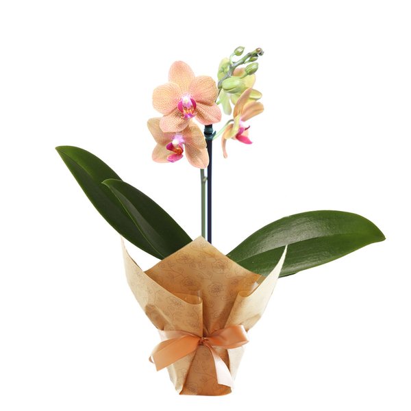 Ilustre Mini Orquídea Phalaenopsis Salmão