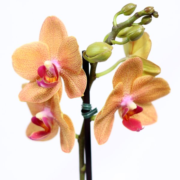 Ilustre Mini Orquídea Phalaenopsis Salmão