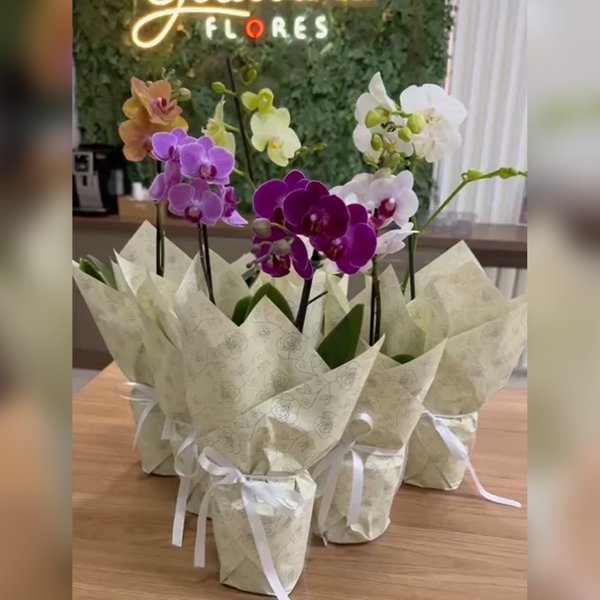 Ilustre Mini Orquídea Phalaenopsis Salmão