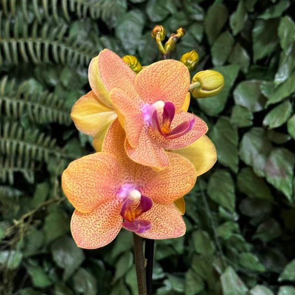 Ilustre Mini Orquídea Phalaenopsis Salmão