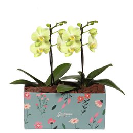 Imagem de Dupla de Mimo Mini Orquídea Phalaenopsis Amarela