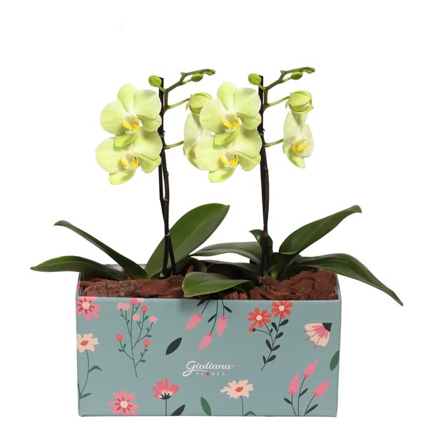 Dupla de Ilustre Mini Orquídea Phalaenopsis Amarela