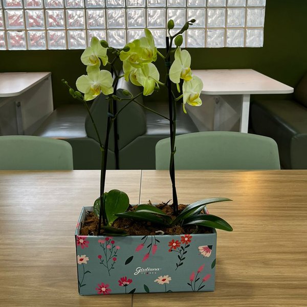 Dupla de Ilustre Mini Orquídea Phalaenopsis Amarela