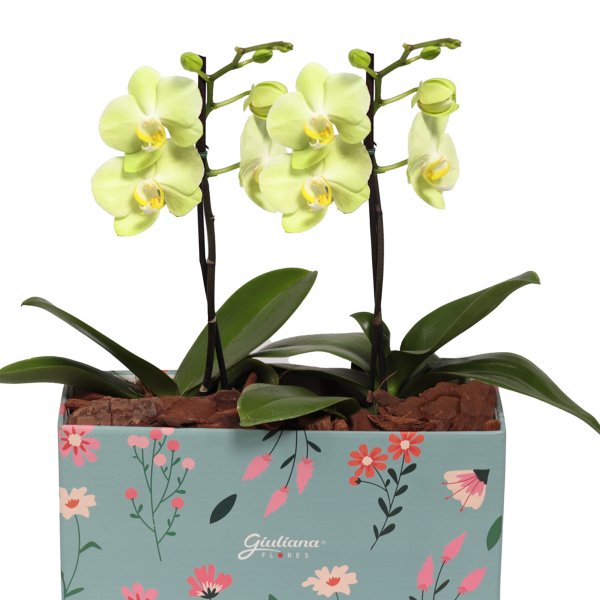 Dupla de Ilustre Mini Orquídea Phalaenopsis Amarela
