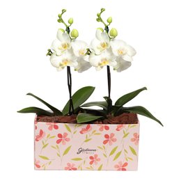 Imagem de Dupla de Mimo Mini Orquídea Phalaenopsis Branca