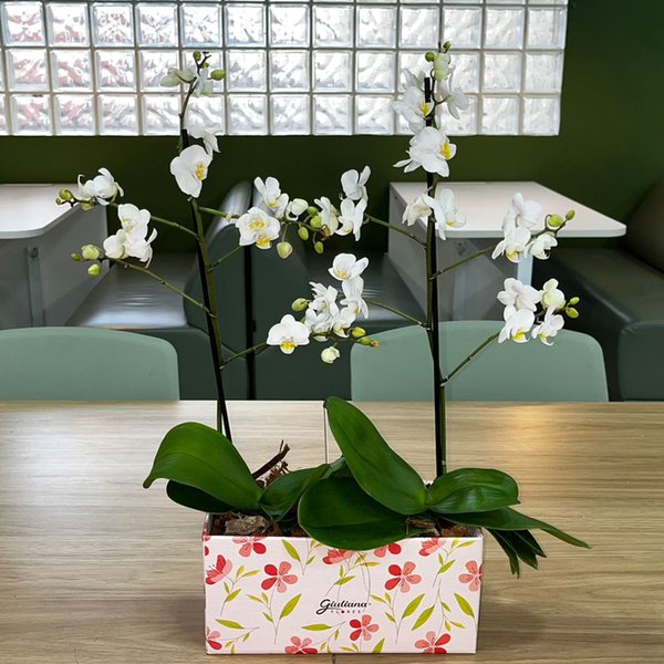 Dupla de Ilustre Mini Orquídea Phalaenopsis Branca