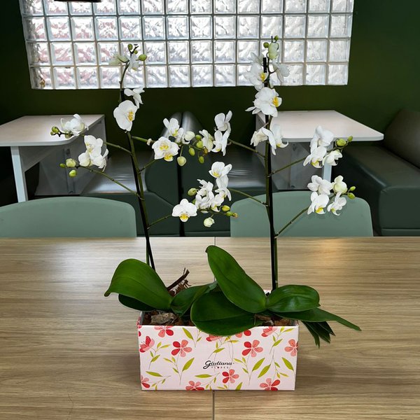 Dupla de Ilustre Mini Orquídea Phalaenopsis Branca
