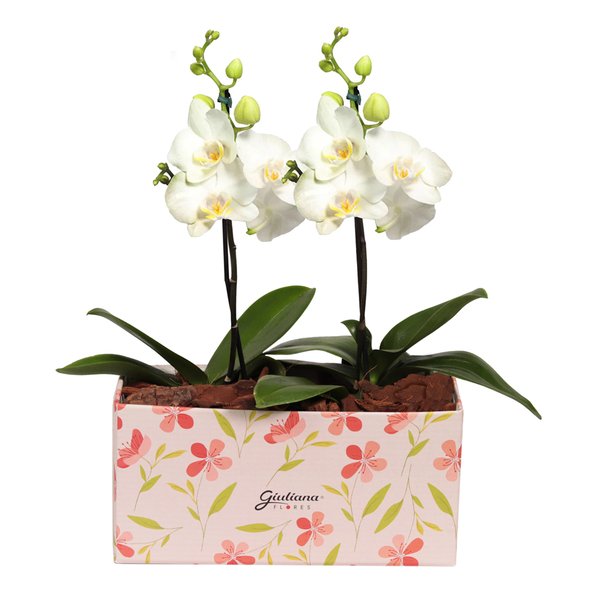 Dupla de Ilustre Mini Orquídea Phalaenopsis Branca