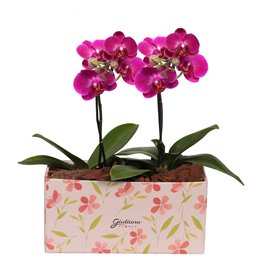 Imagem de Dupla de Mimo Mini Orquídea Phalaenopsis Lilás