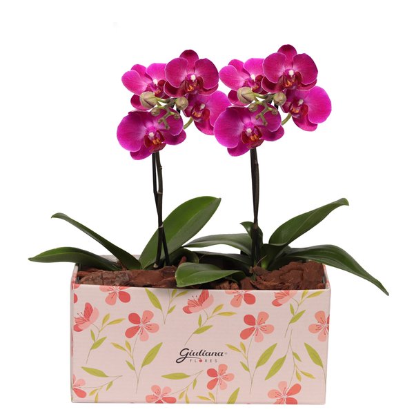 Dupla de Ilustre Mini Orquídea Phalaenopsis Lilás