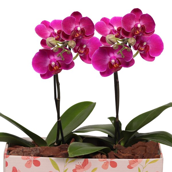 Dupla de Ilustre Mini Orquídea Phalaenopsis Lilás