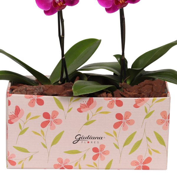 Dupla de Ilustre Mini Orquídea Phalaenopsis Lilás