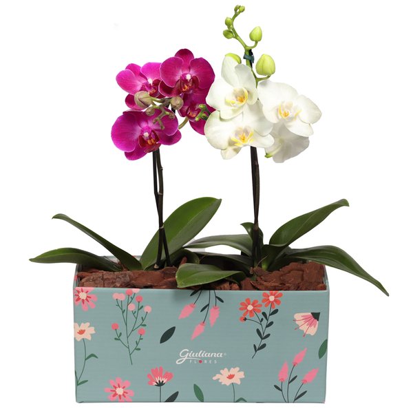 Dupla de Ilustre Mini Orquídea Lilás e Branca