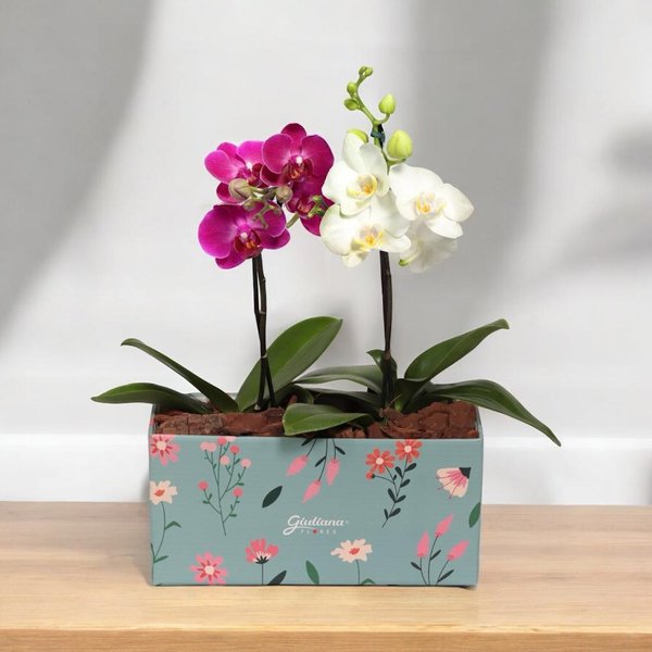 Dupla de Ilustre Mini Orquídea Lilás e Branca