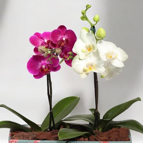 Dupla de Ilustre Mini Orquídea Lilás e Branca