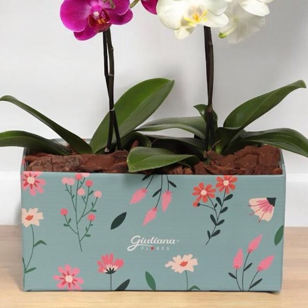 Dupla de Ilustre Mini Orquídea Lilás e Branca