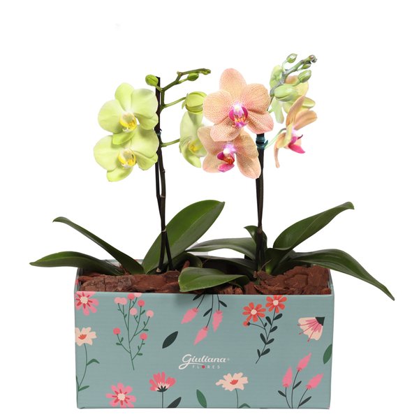 Dupla de Ilustre Mini Orquídea Amarela e Salmão