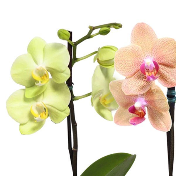 Dupla de Ilustre Mini Orquídea Amarela e Salmão