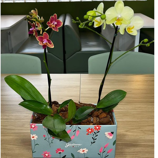 Dupla de Ilustre Mini Orquídea Amarela e Salmão