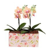 Dupla de Ilustre Mini Orquídea Phalaenopsis Salmão