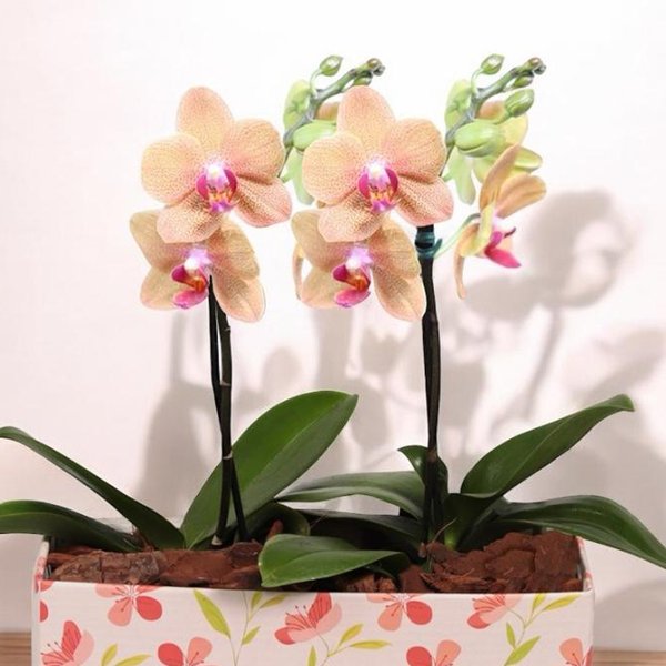 Dupla de Ilustre Mini Orquídea Phalaenopsis Salmão