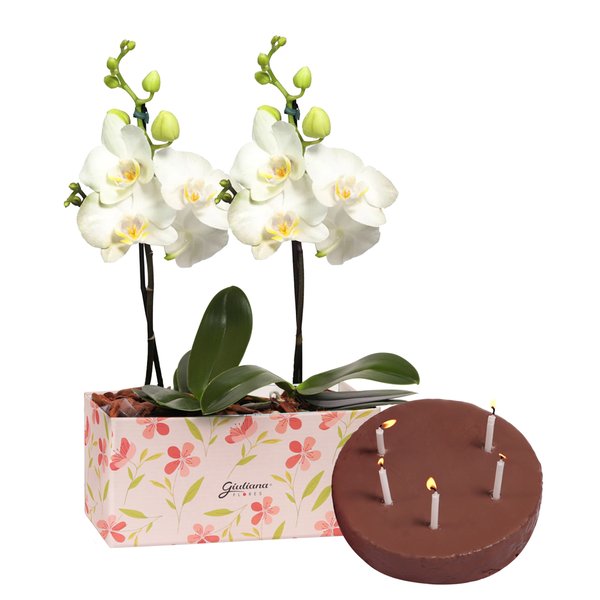 Bolo e Dupla de Ilustre Mini Orquídea Branca