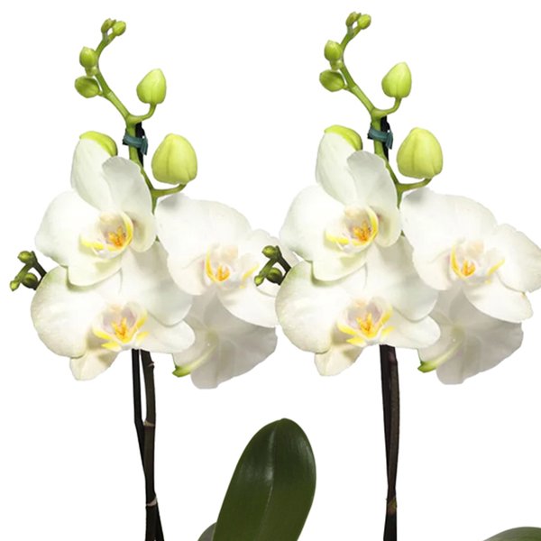 Bolo e Dupla de Ilustre Mini Orquídea Branca