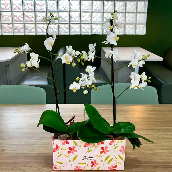 Bolo e Dupla de Ilustre Mini Orquídea Branca
